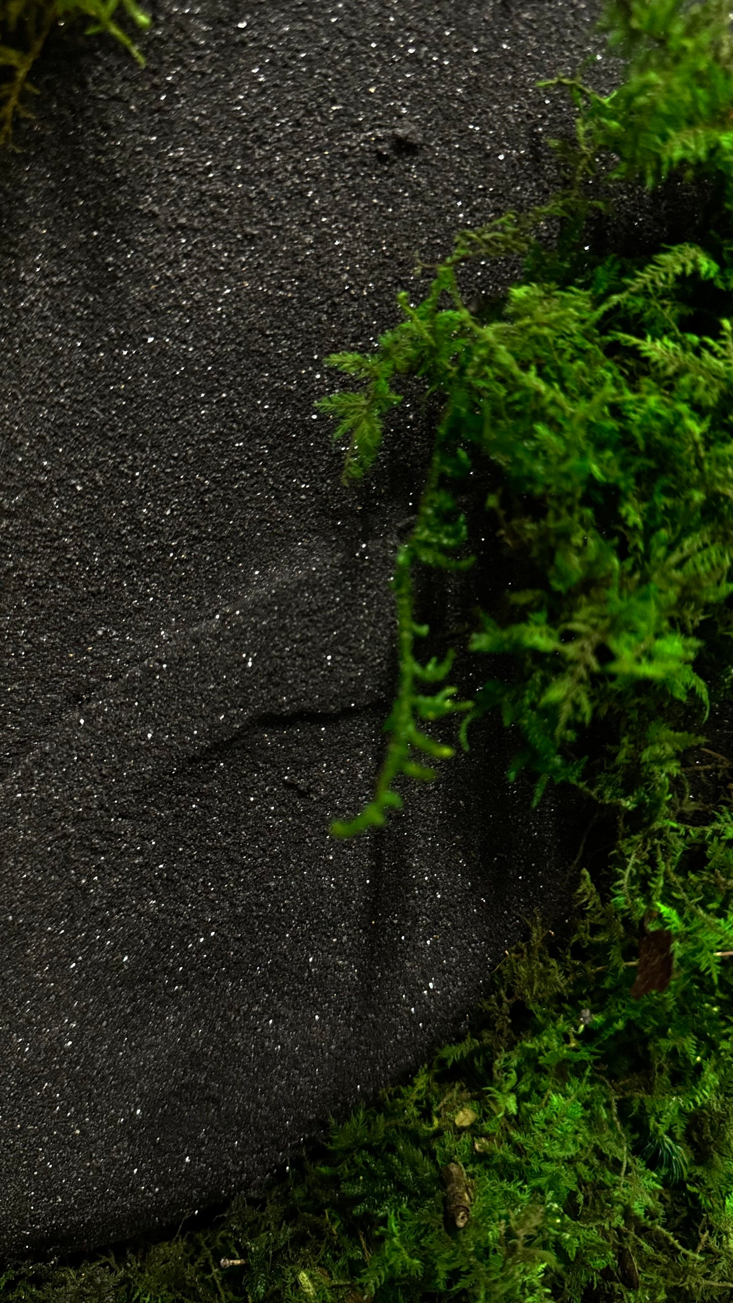 The Black Onyx Forest