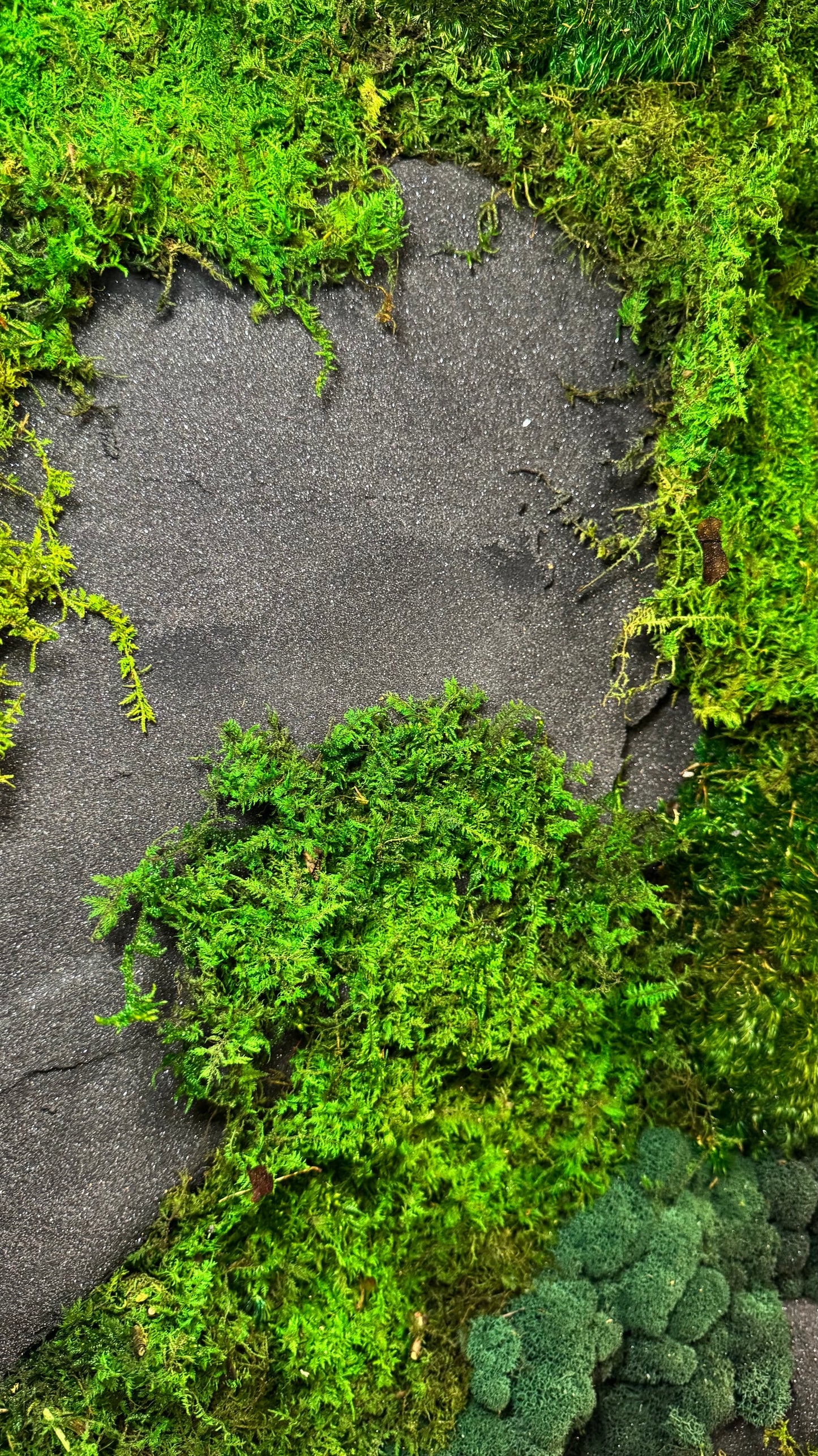 The Black Onyx Forest