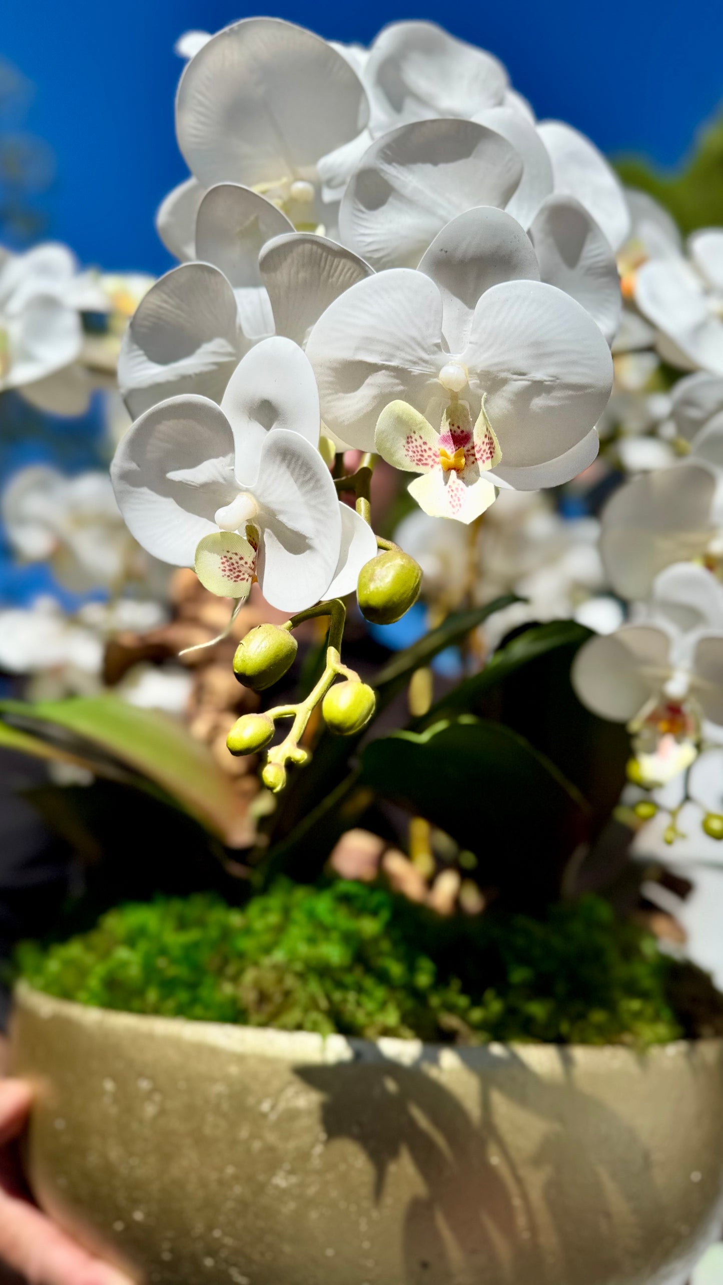 Orchid Centerpiece