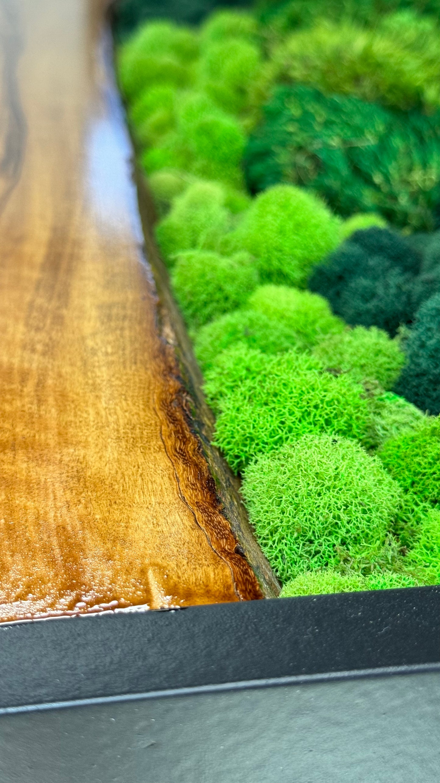 The Ember Forest