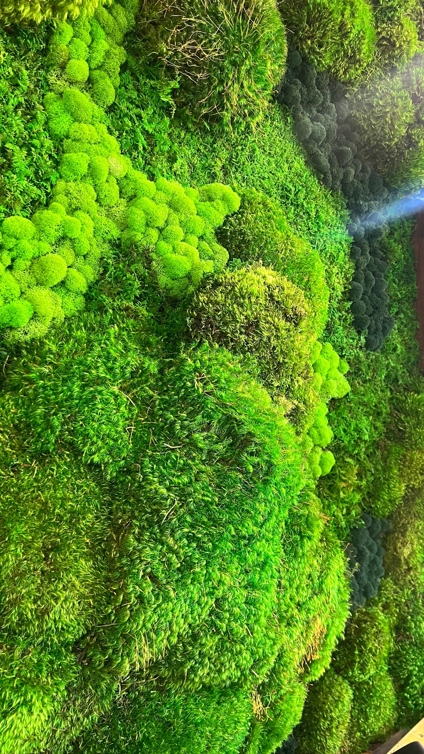 Majestic Moss Boulders