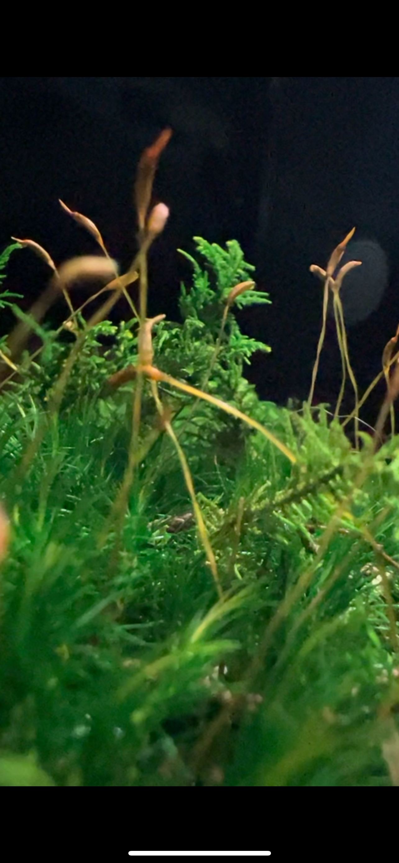 Moss Bowl Centerpiece