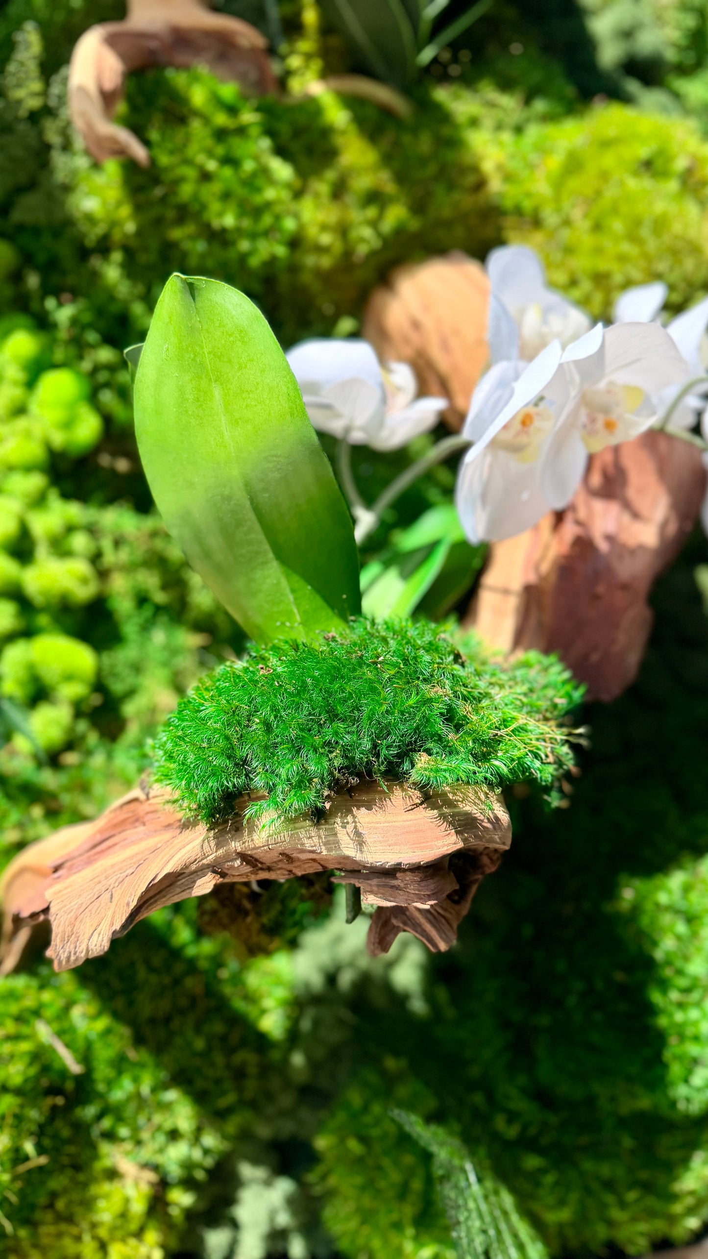 Orchid Bloom