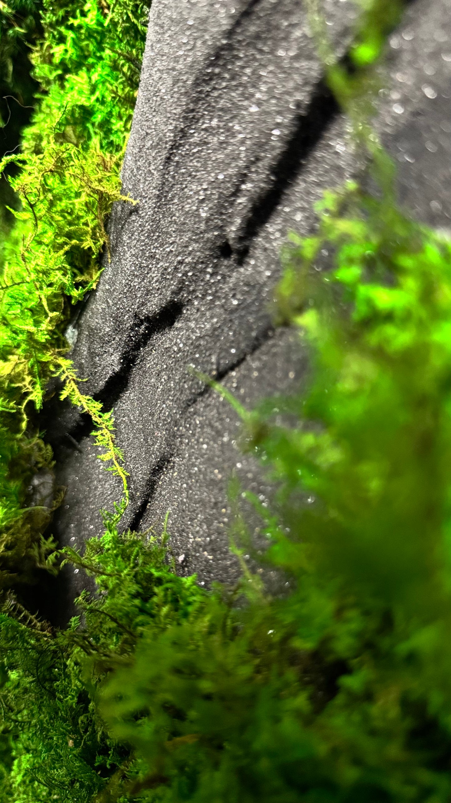 The Black Onyx Forest