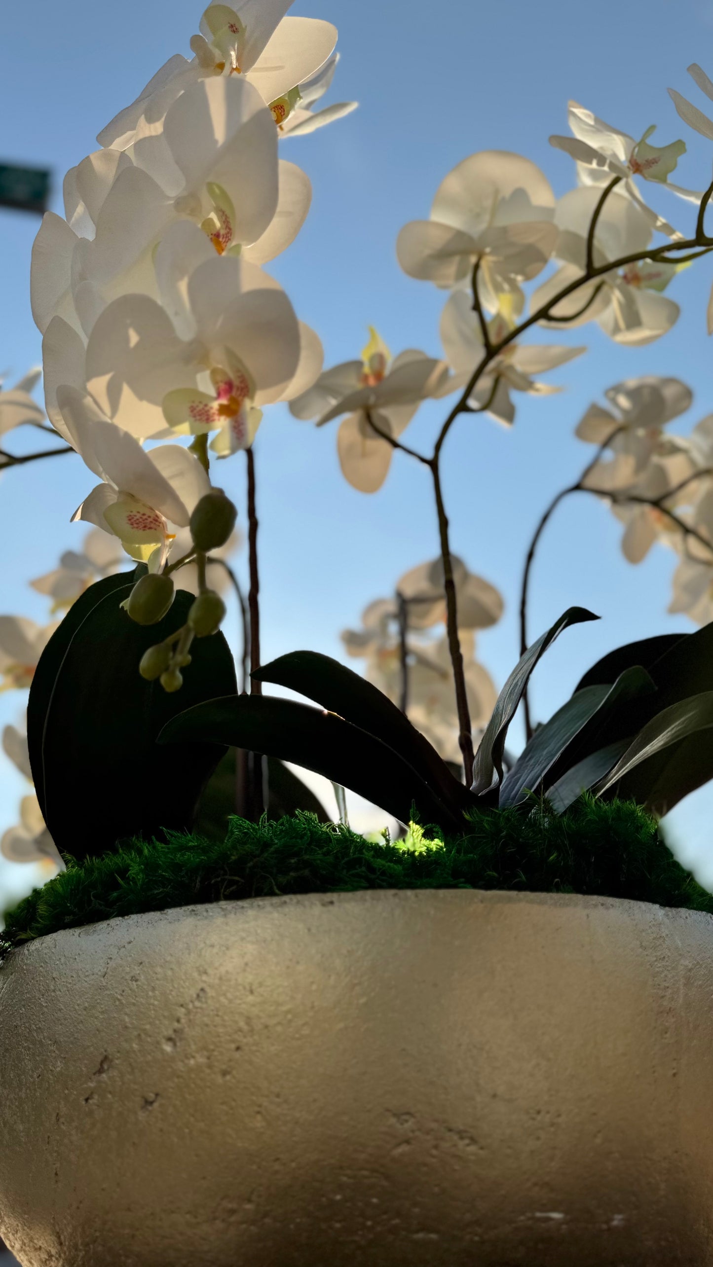 Orchid Centerpiece
