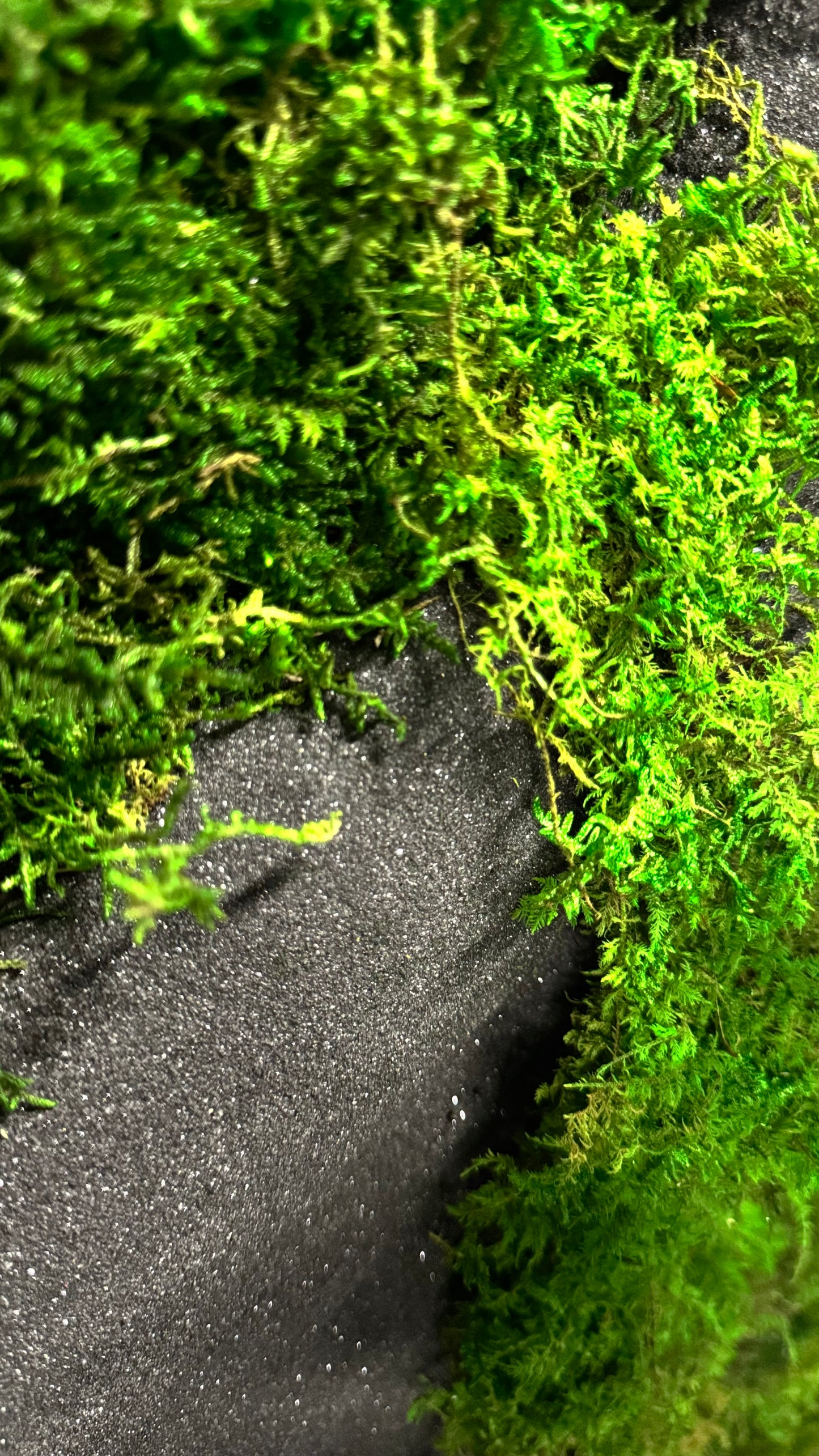 The Black Onyx Forest