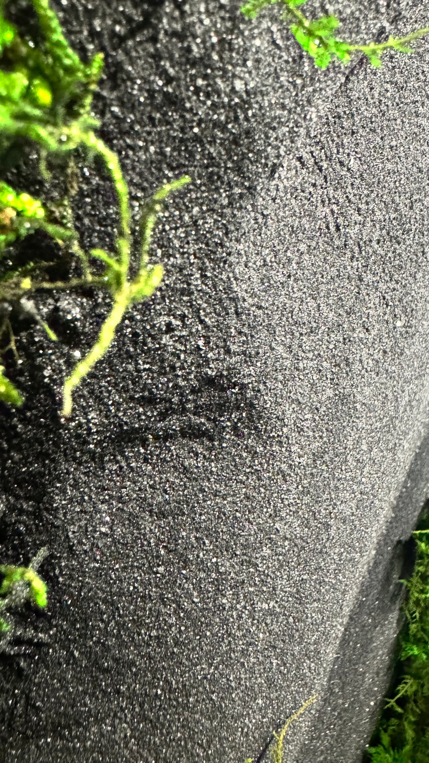 The Black Onyx Forest