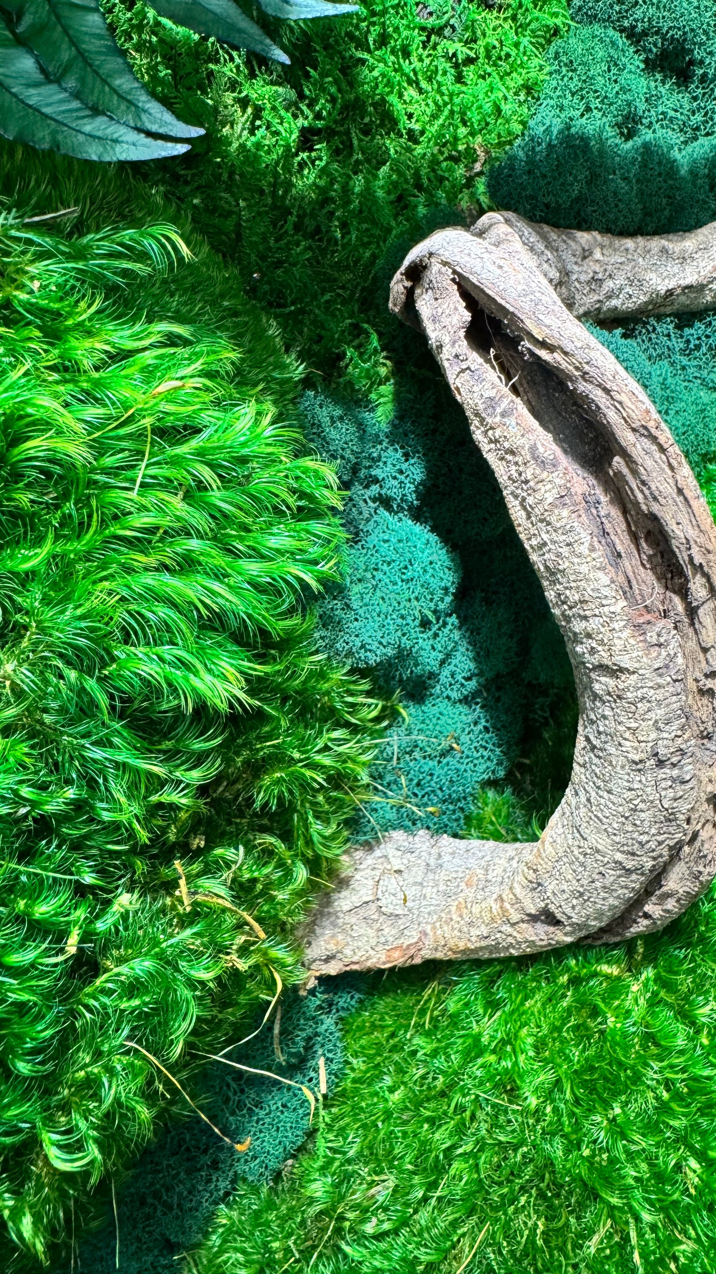 The Terrarium