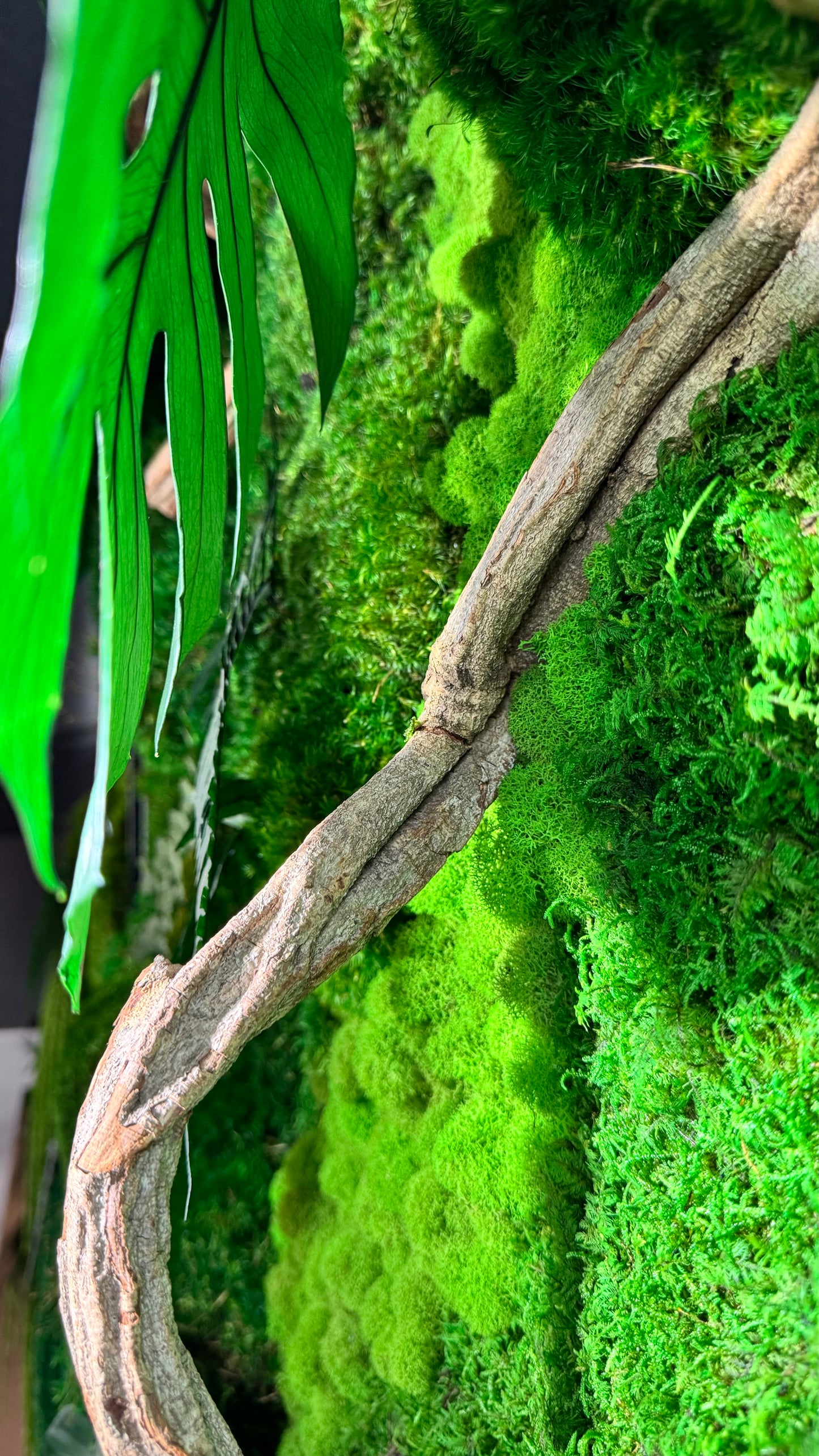 The Terrarium