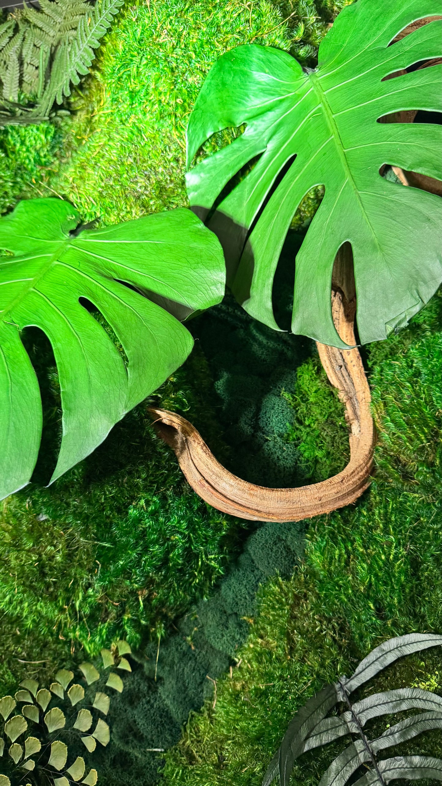 The Terrarium