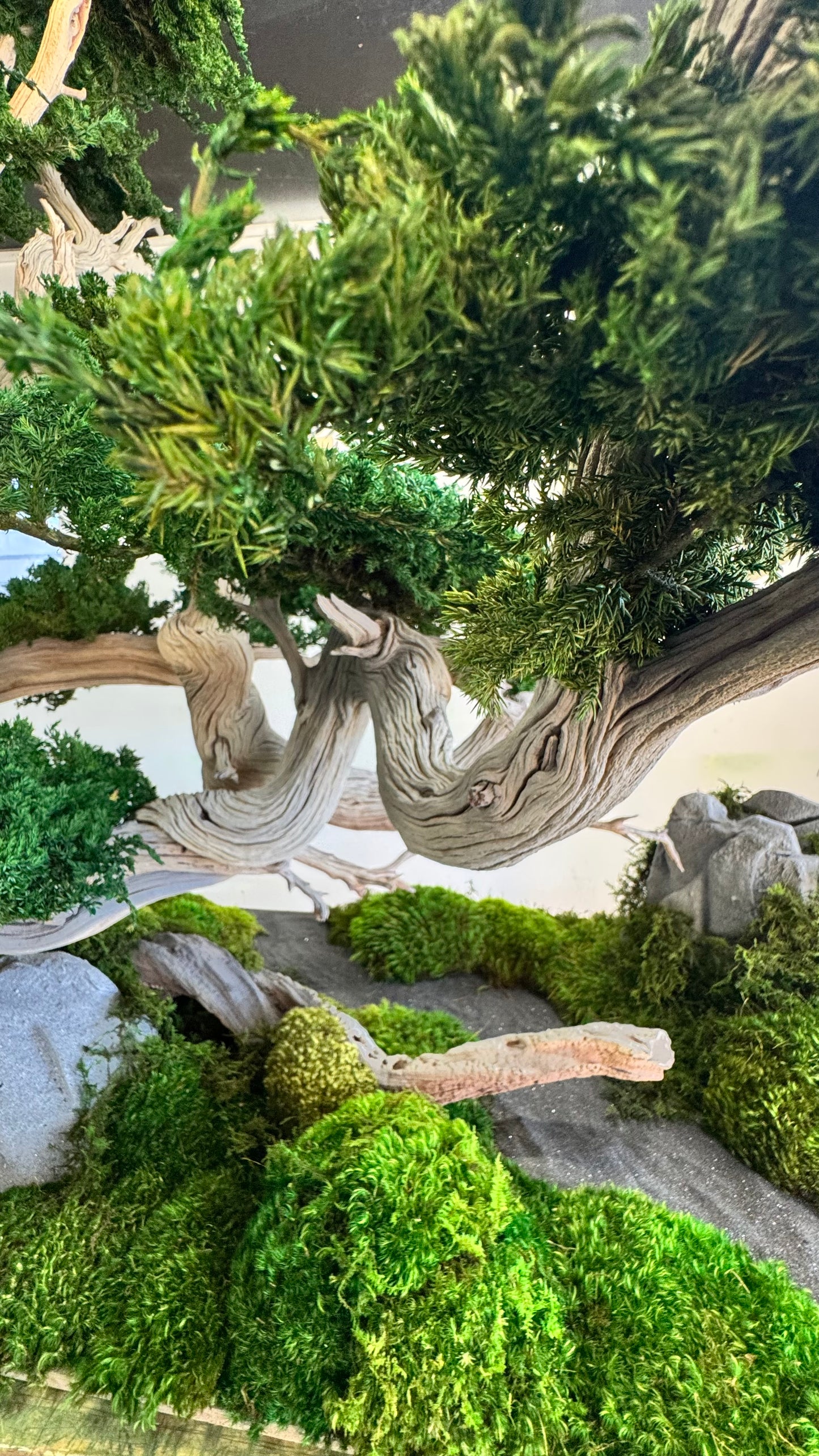 Preserved Bonsai Tree