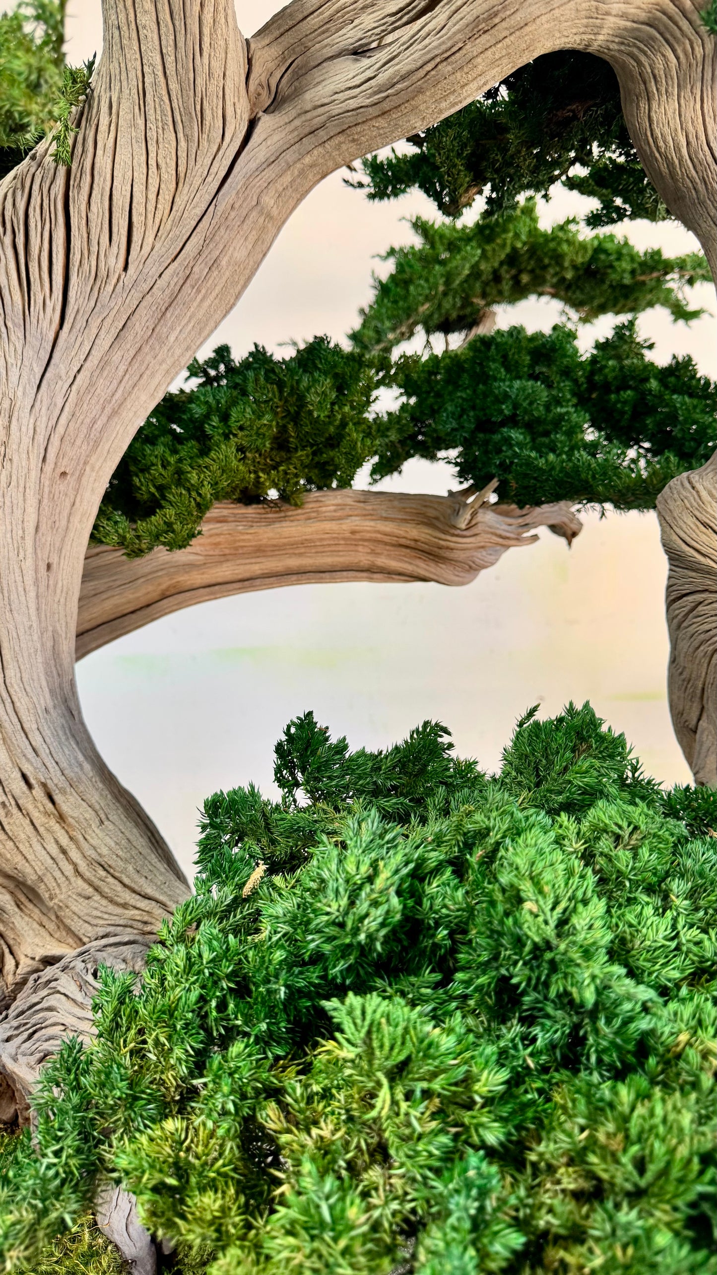 Preserved Bonsai Tree