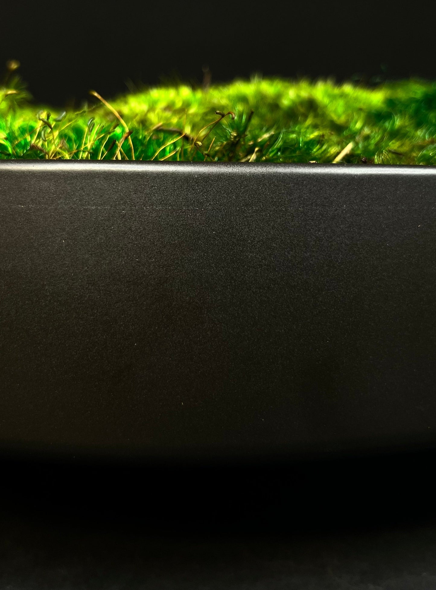 Moss Bowl Centerpiece