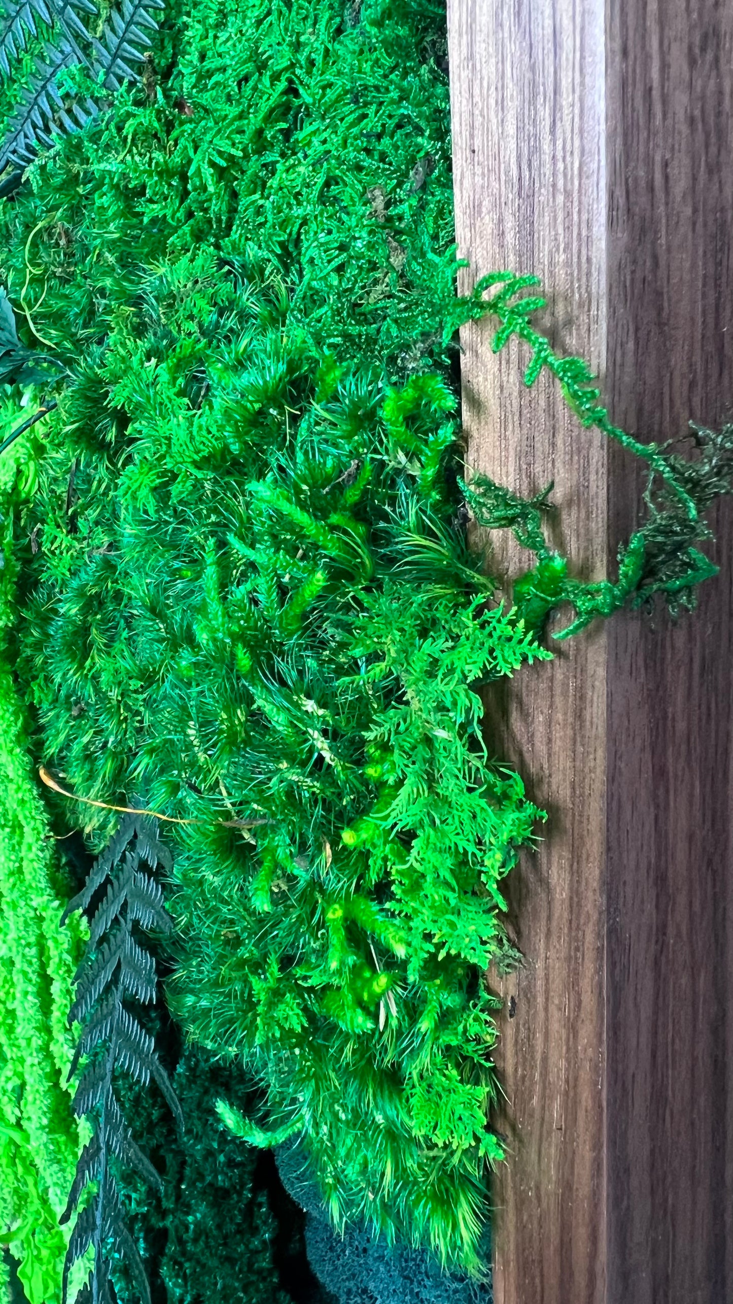 Biophilic Design Walnut Moss Wall