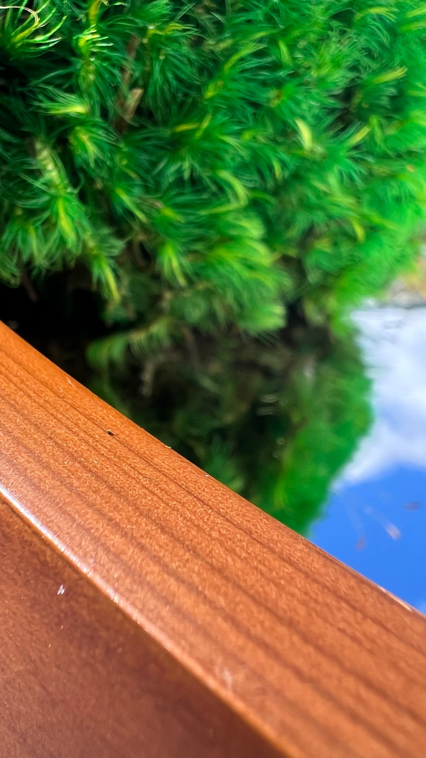 Botanical Mirror