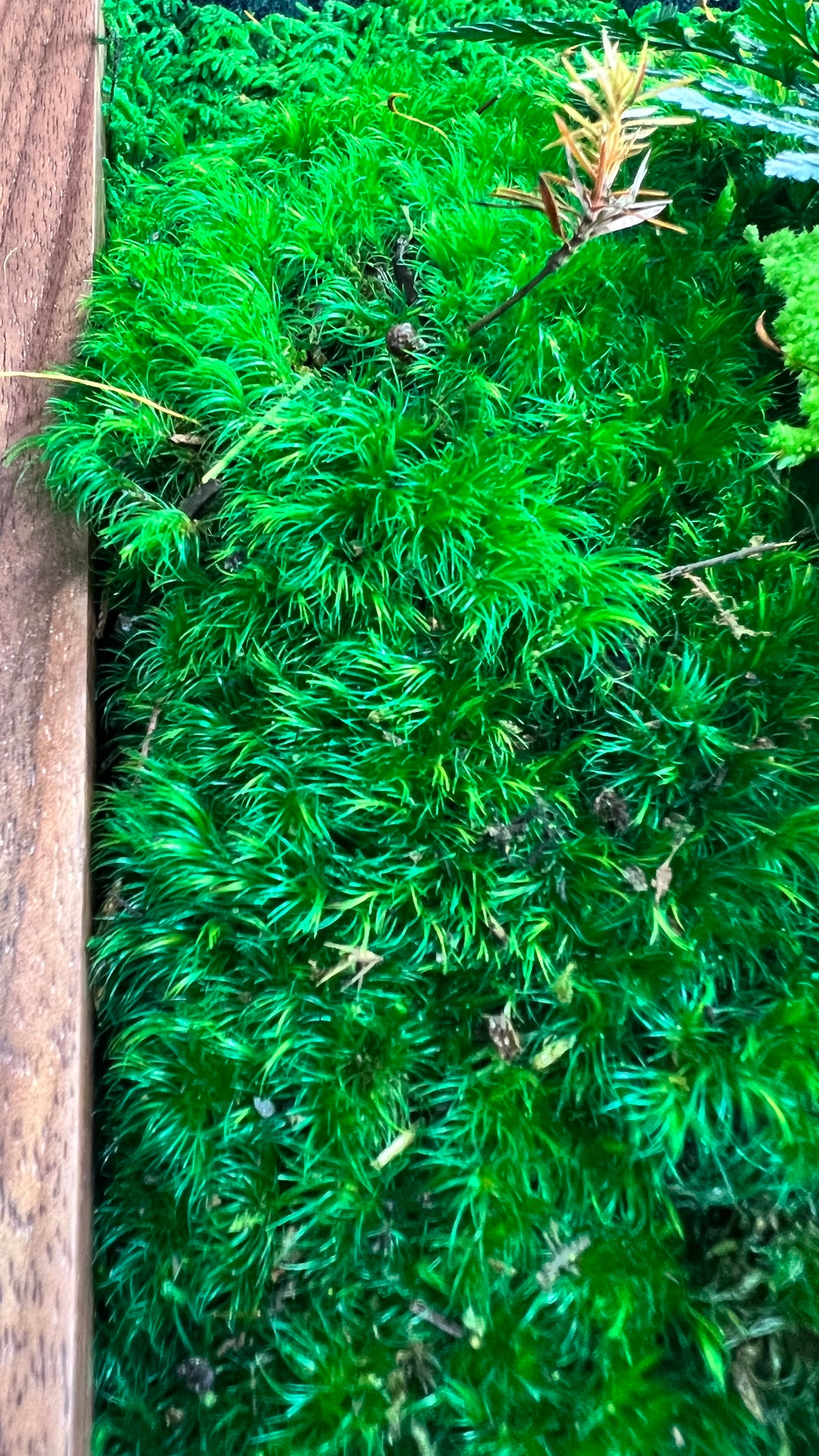 Biophilic Design Walnut Moss Wall