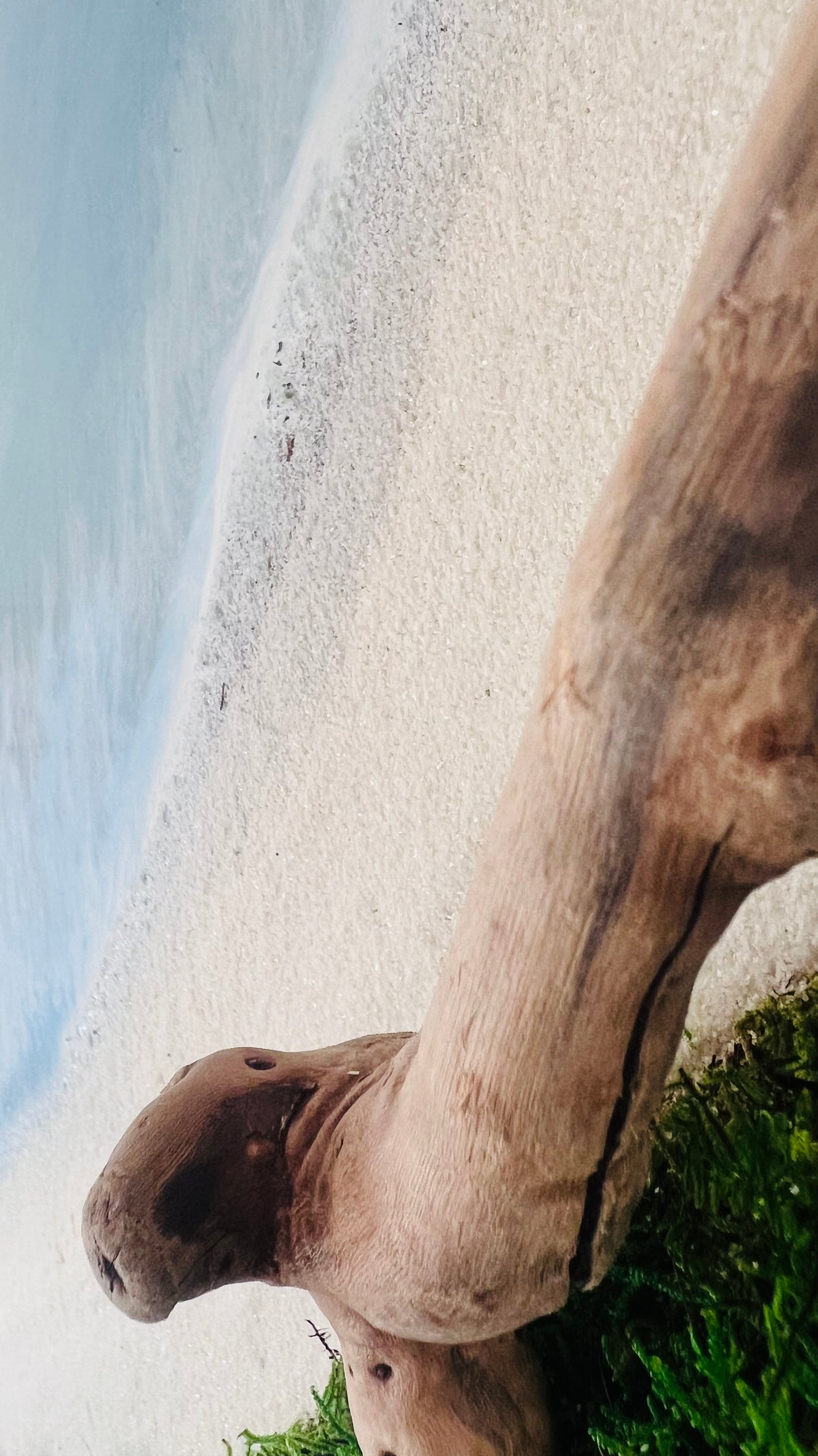 The Abandoned Beach