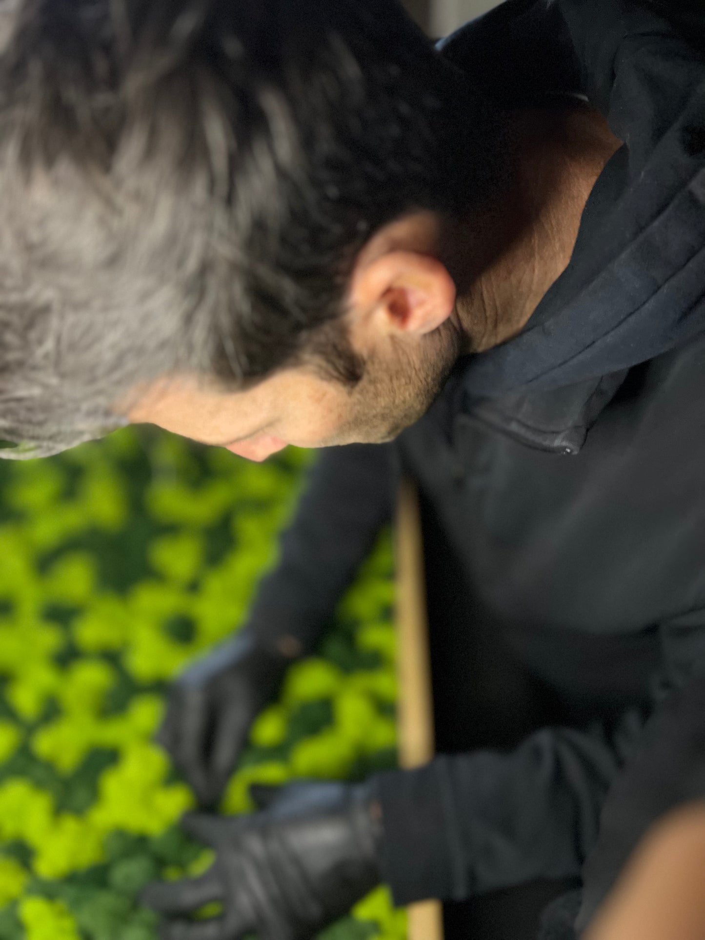 Reindeer Moss Wall