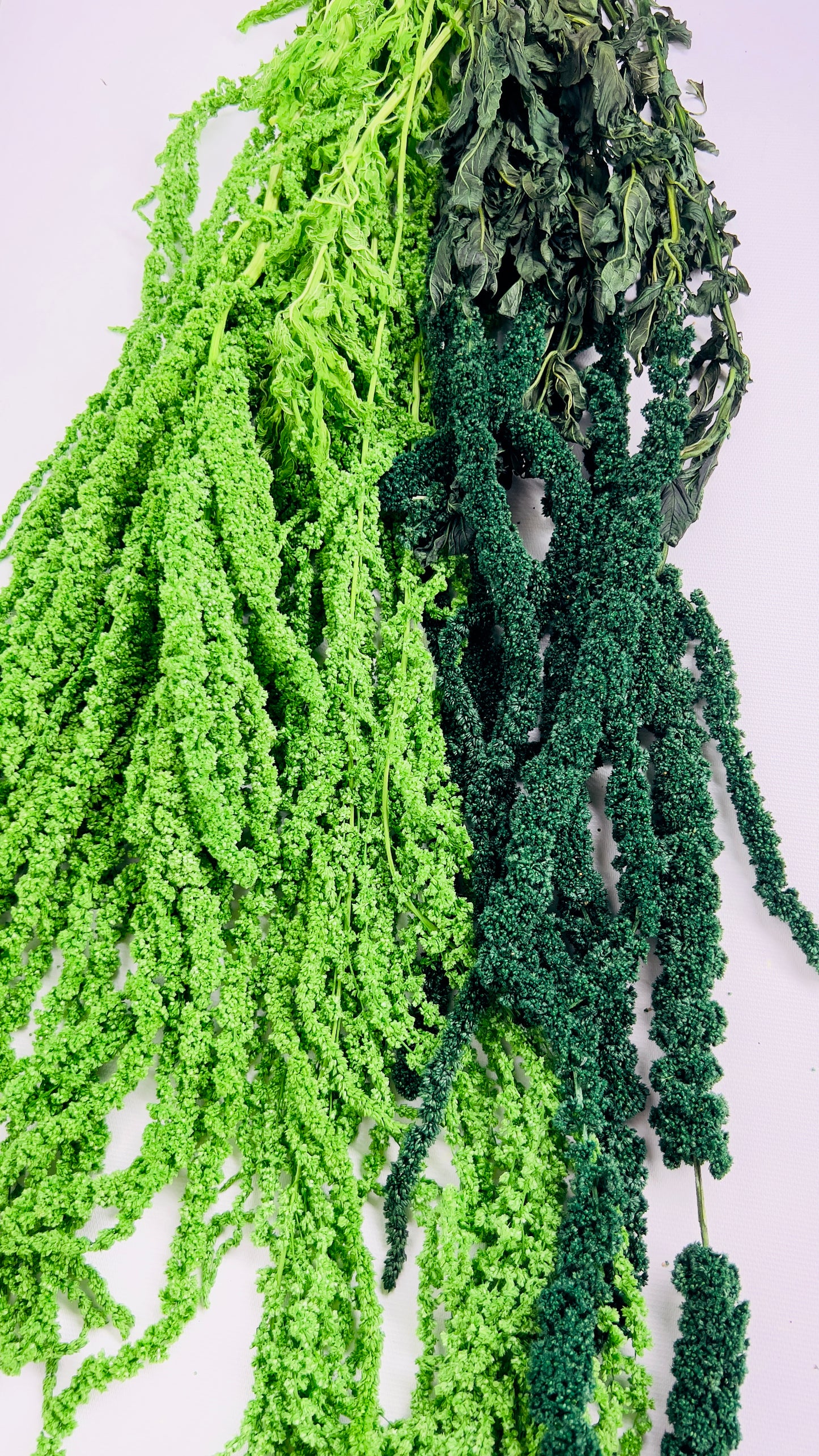 Walnut Botanical Garden