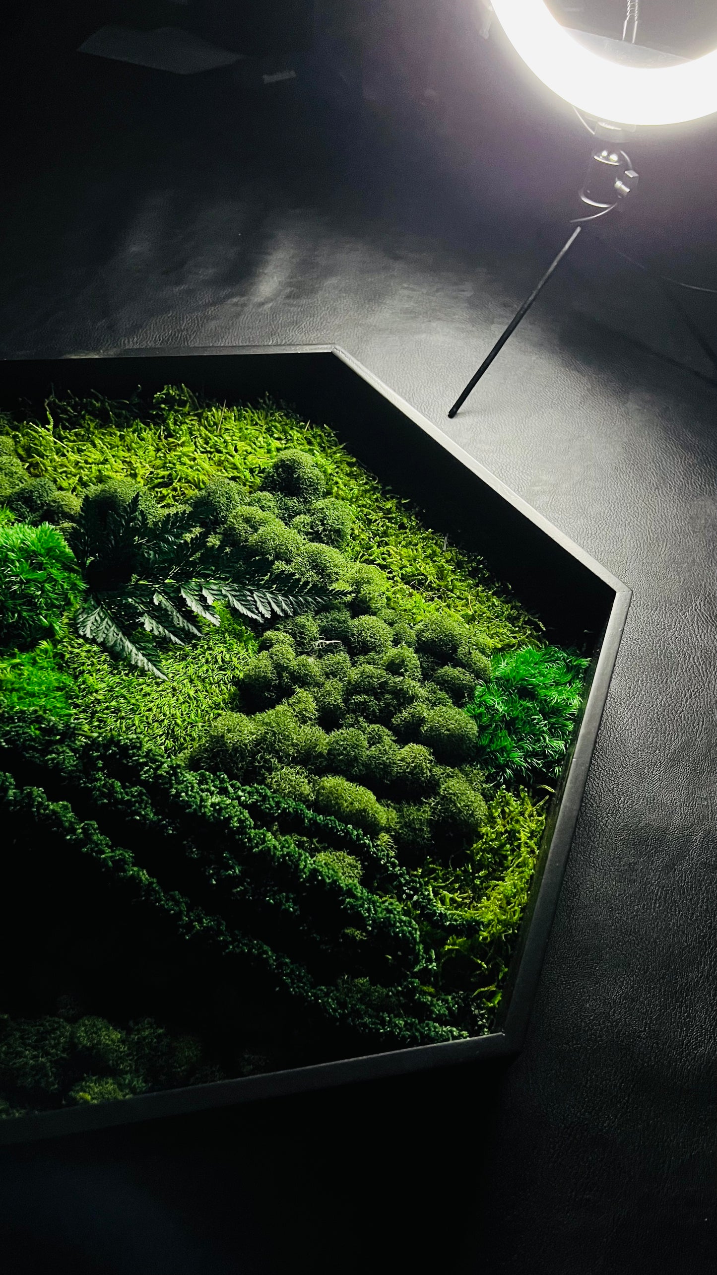 Hexagon Botanical Garden Moss Wall Art by Moss Art Installations