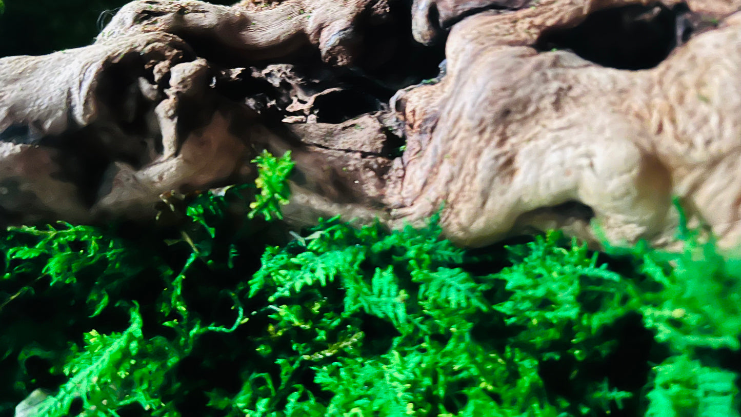 ‘The Forgotten Forest’ Moss Wall Art by Moss Art Installations