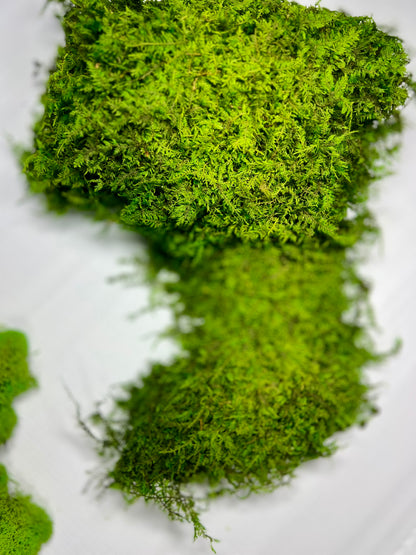 Moss Art Kits