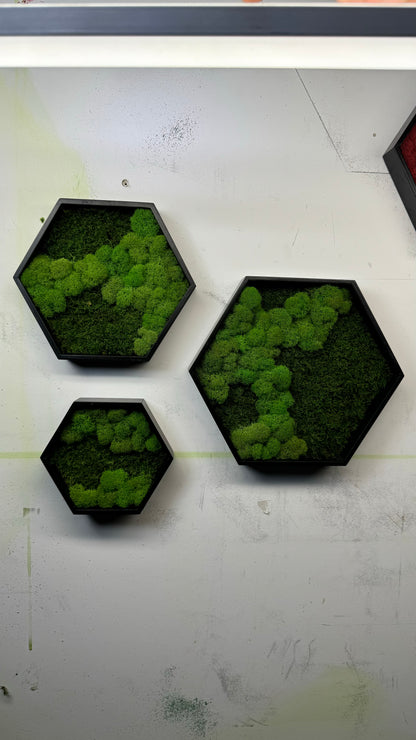 Moss Art Hexagons