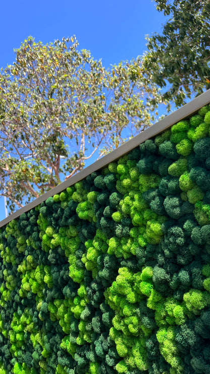 Reindeer Moss Wall