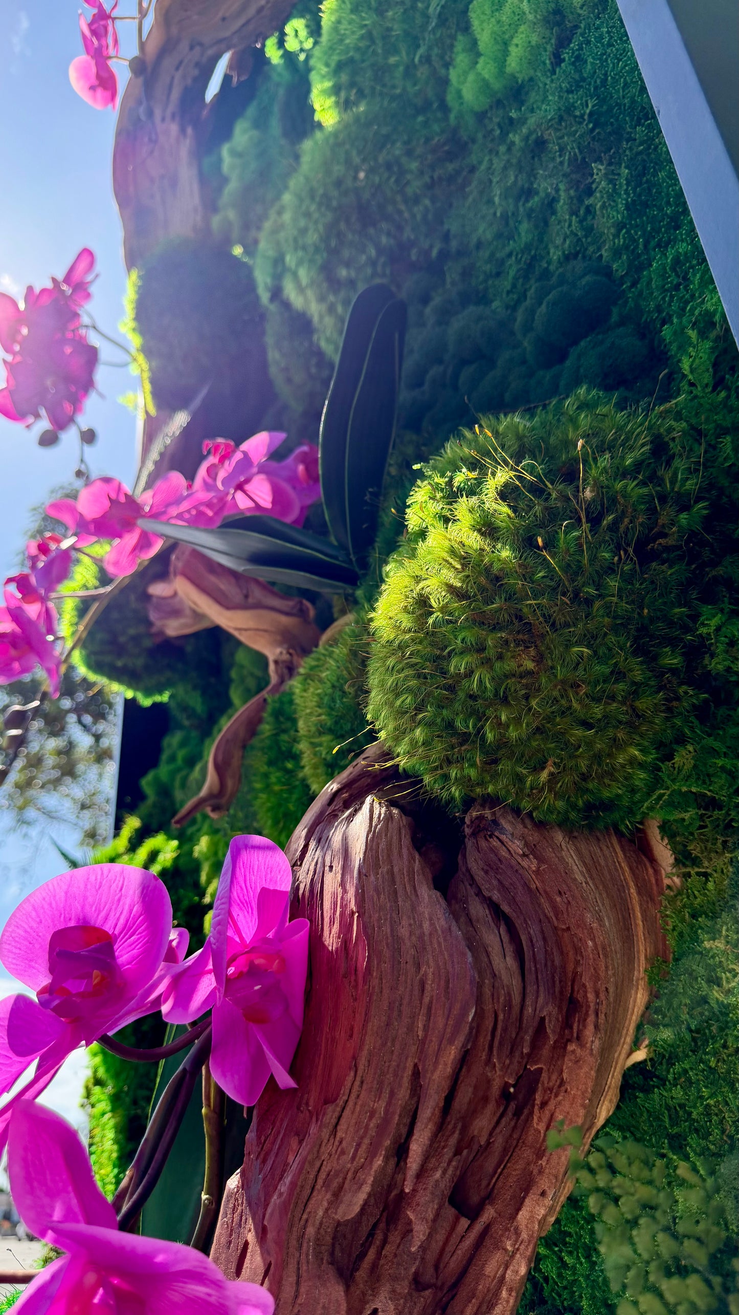 Orchid Bloom