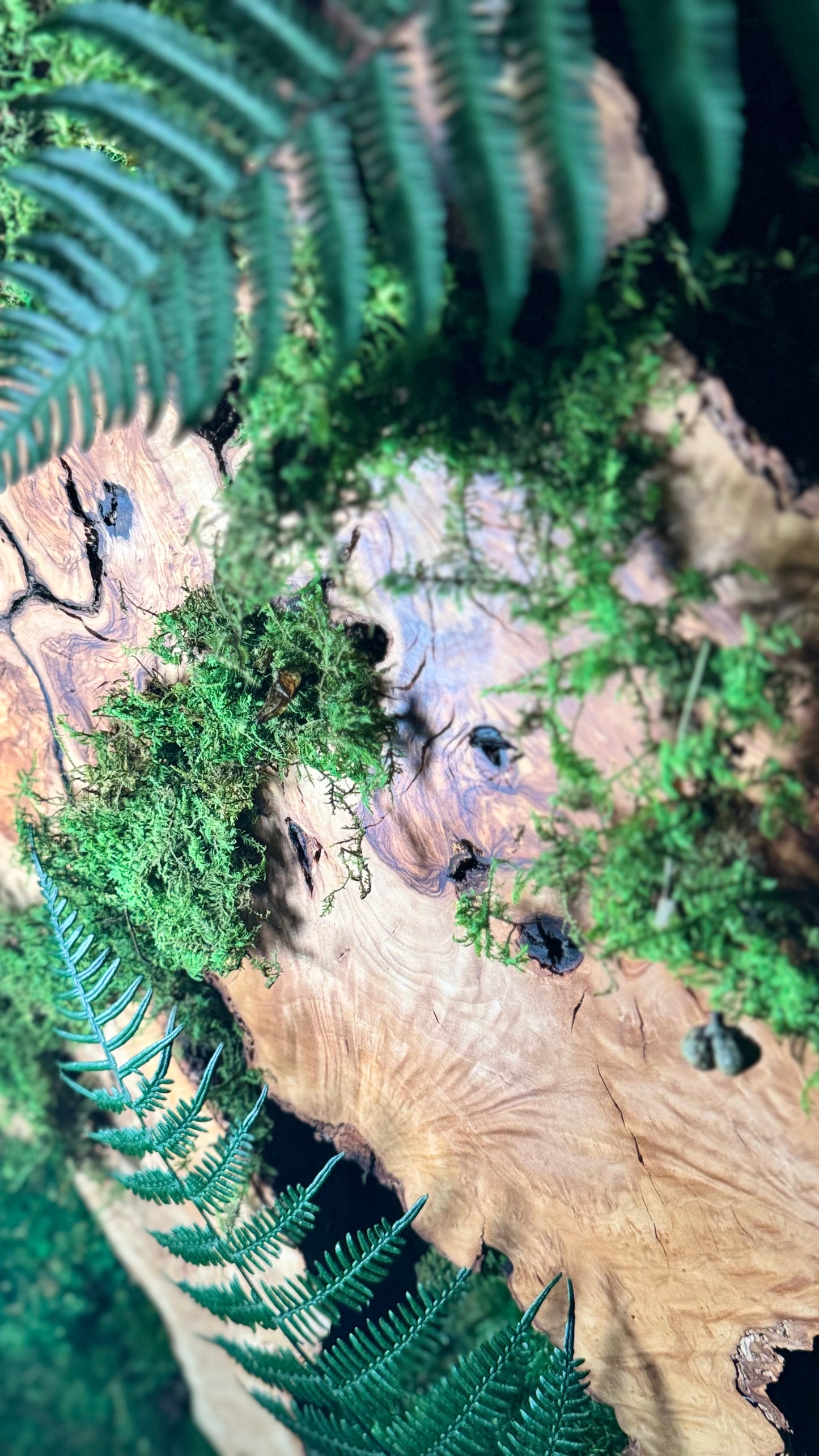 The Overgrown Forest