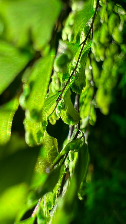 Rainforest Botanical Garden