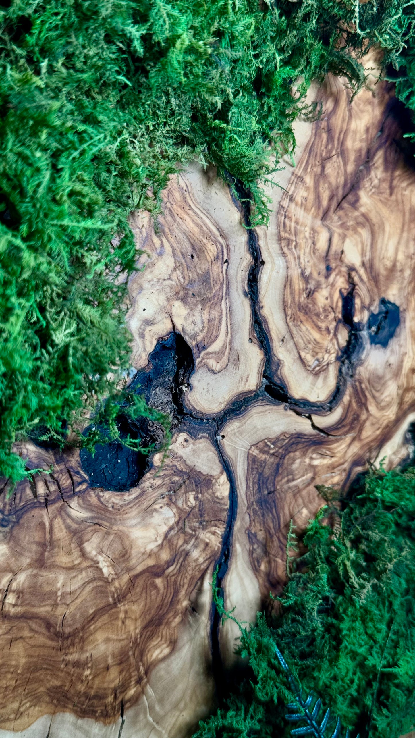 The Overgrown Forest