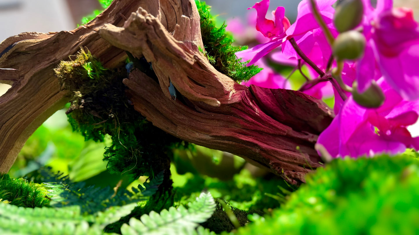 Orchid Bloom