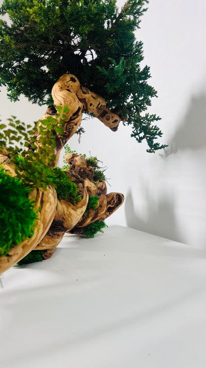 bonsai grape tree Twisted Grape Wood Bonsai Tree – MossArtInstallations