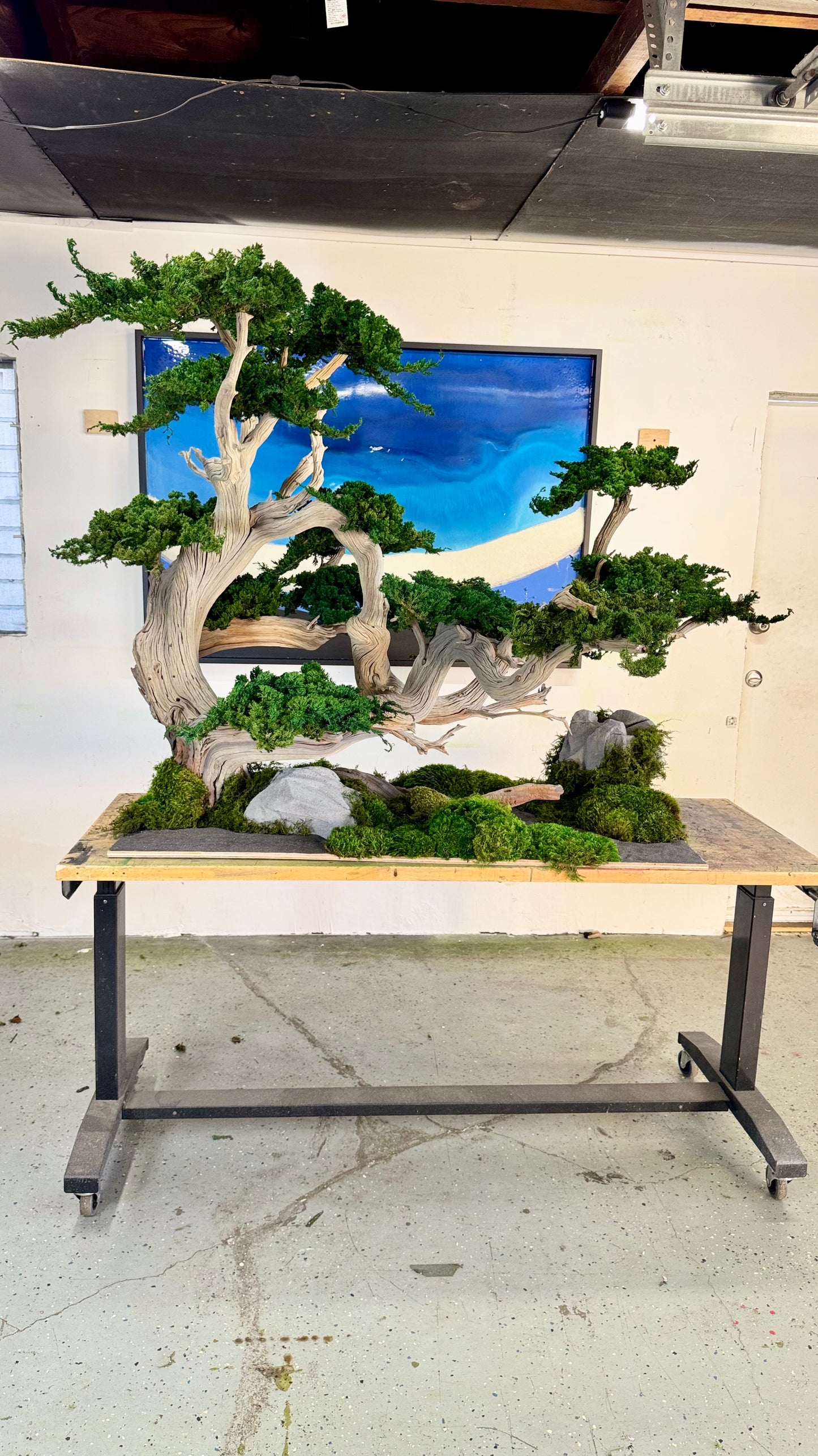 Preserved Bonsai Tree