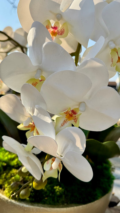 Orchid Centerpiece