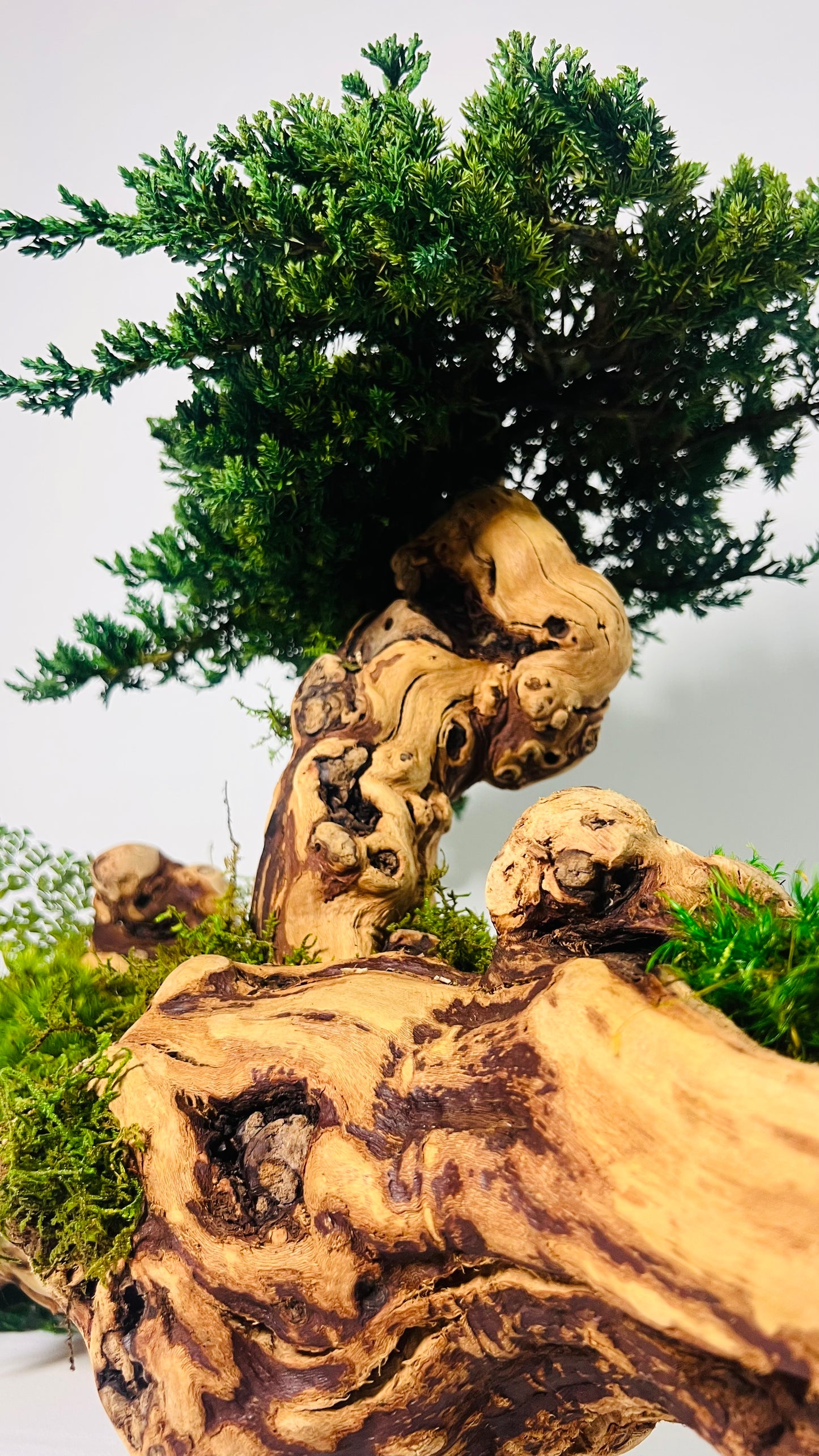 Twisted Grape Wood Bonsai Tree