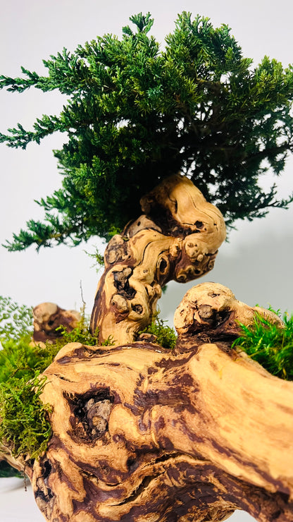 Twisted Grape Wood Bonsai Tree