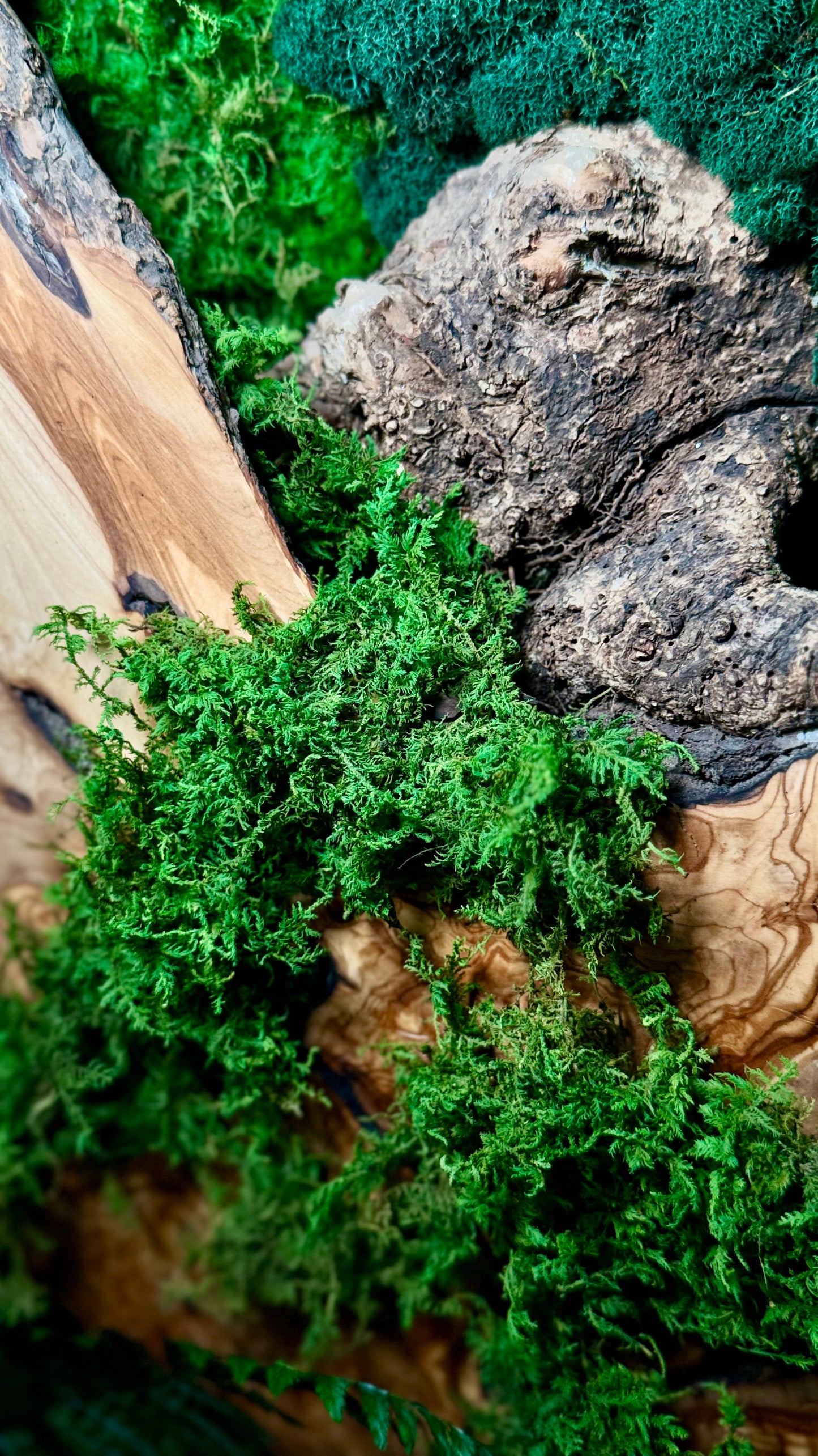 The Overgrown Forest