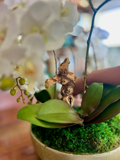 Orchid Centerpiece
