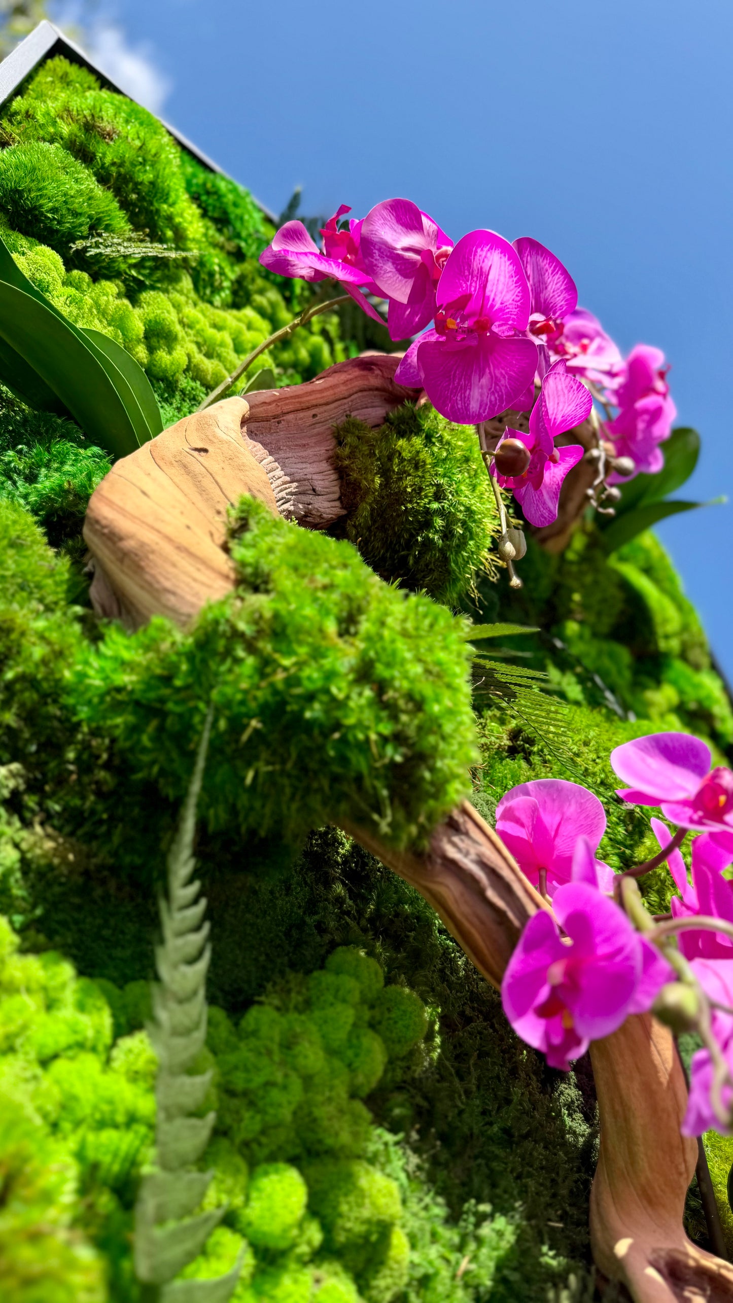 Orchid Bloom