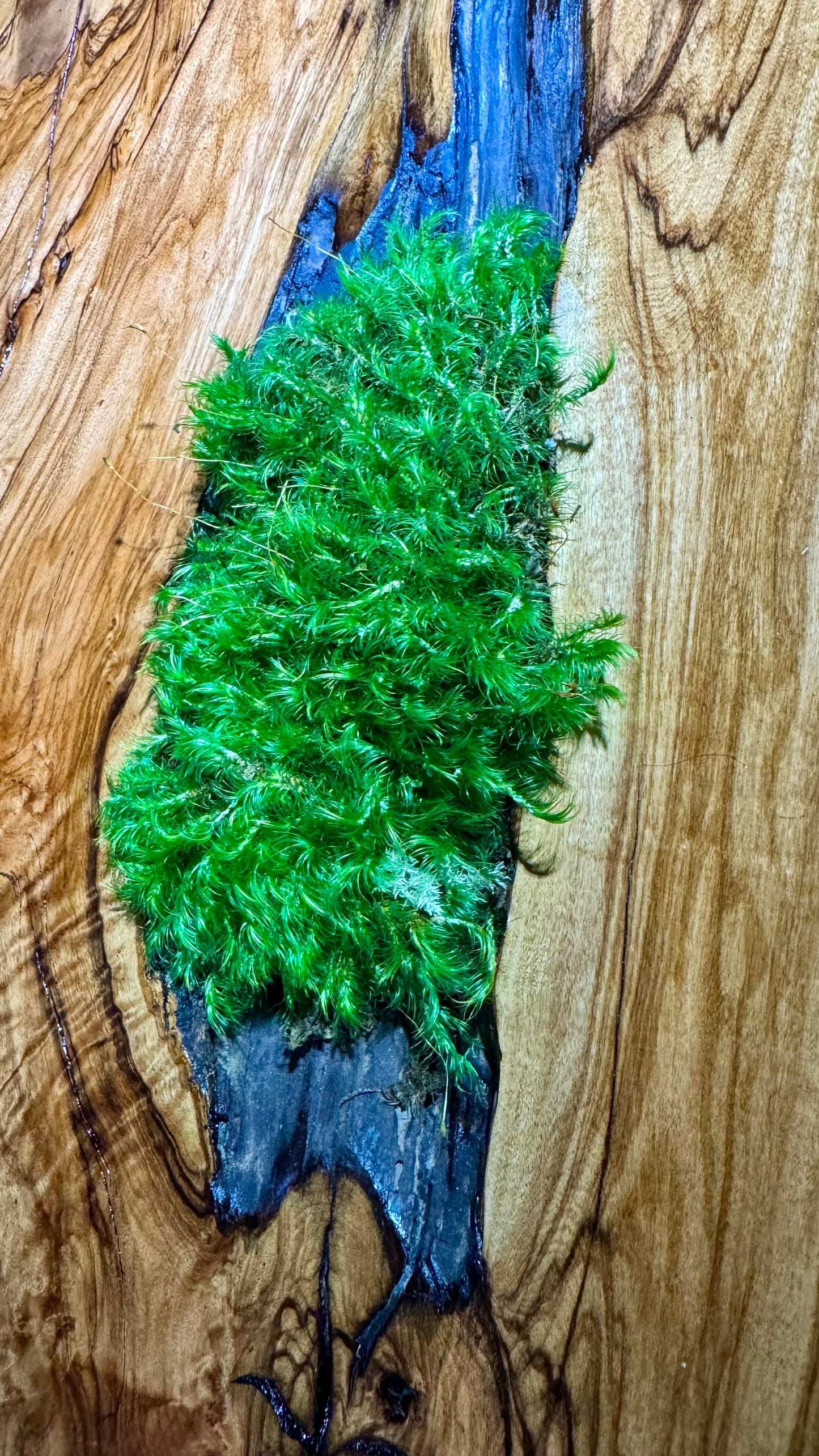 The Ember Forest