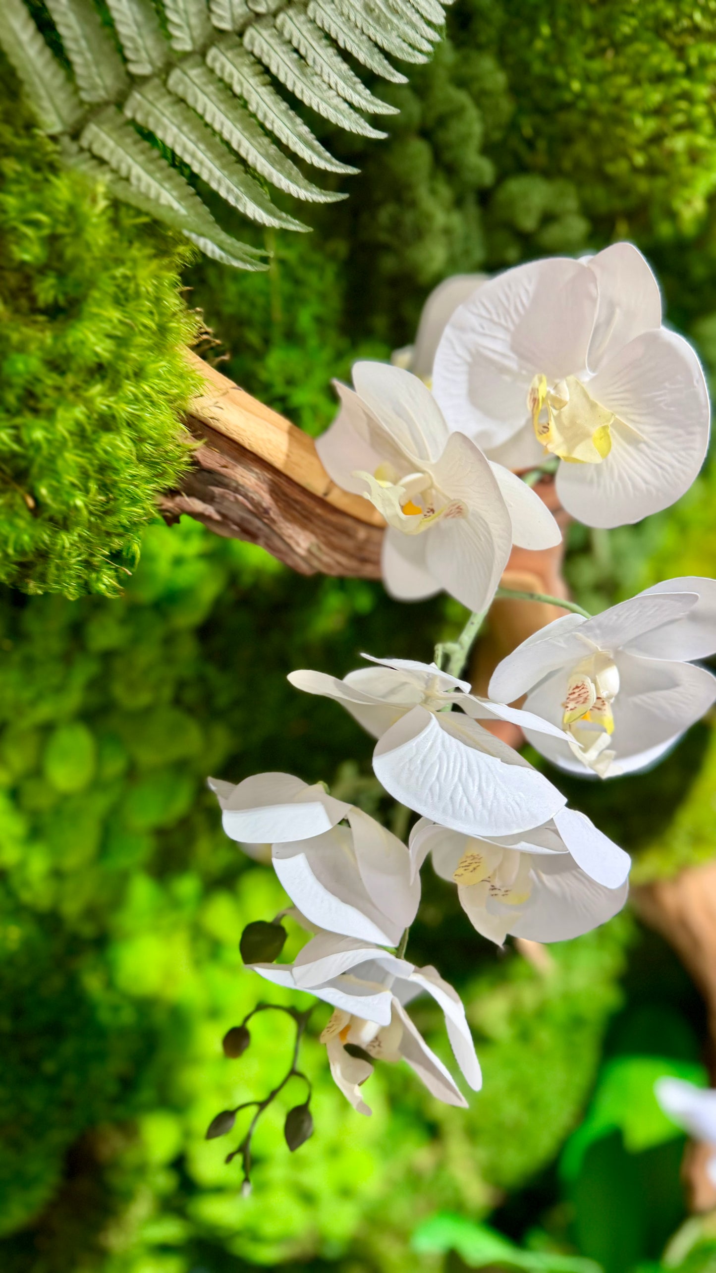 Orchid Bloom