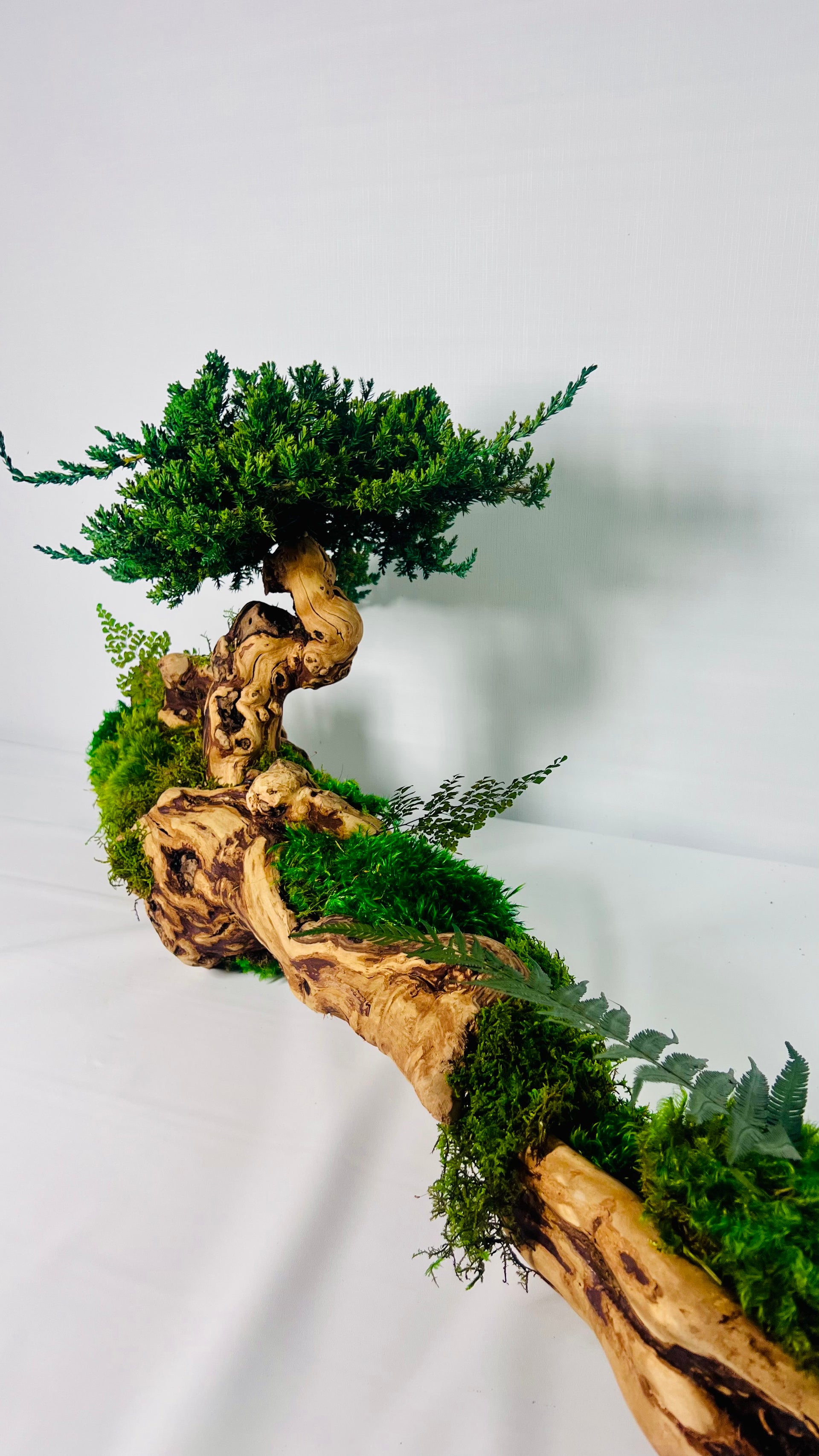 twisted hollow tree bonsai Twisted Grape Wood Bonsai Tree – MossArtInstallations