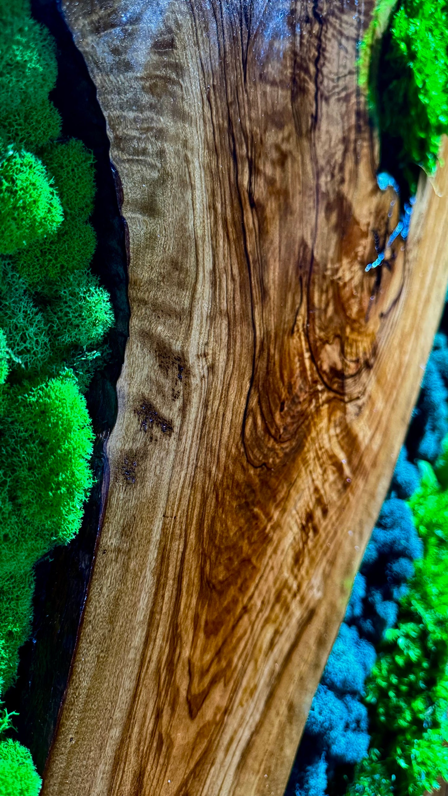 The Ember Forest