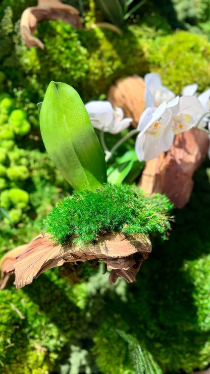 Orchid Bloom