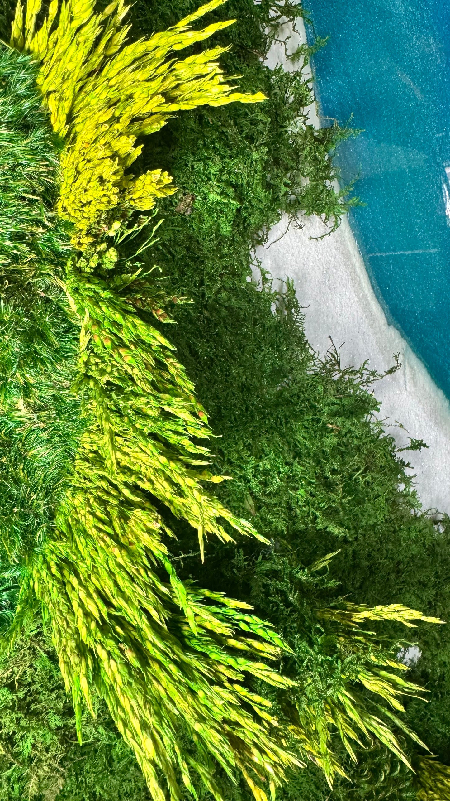 The Beach Meadows