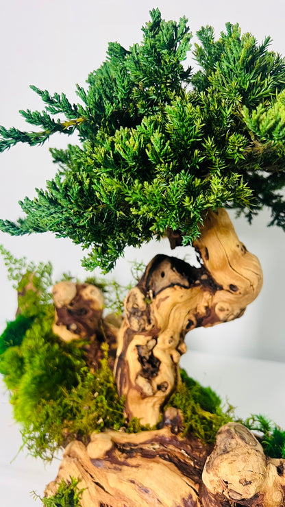 bonsai grape tree Twisted Grape Wood Bonsai Tree – MossArtInstallations