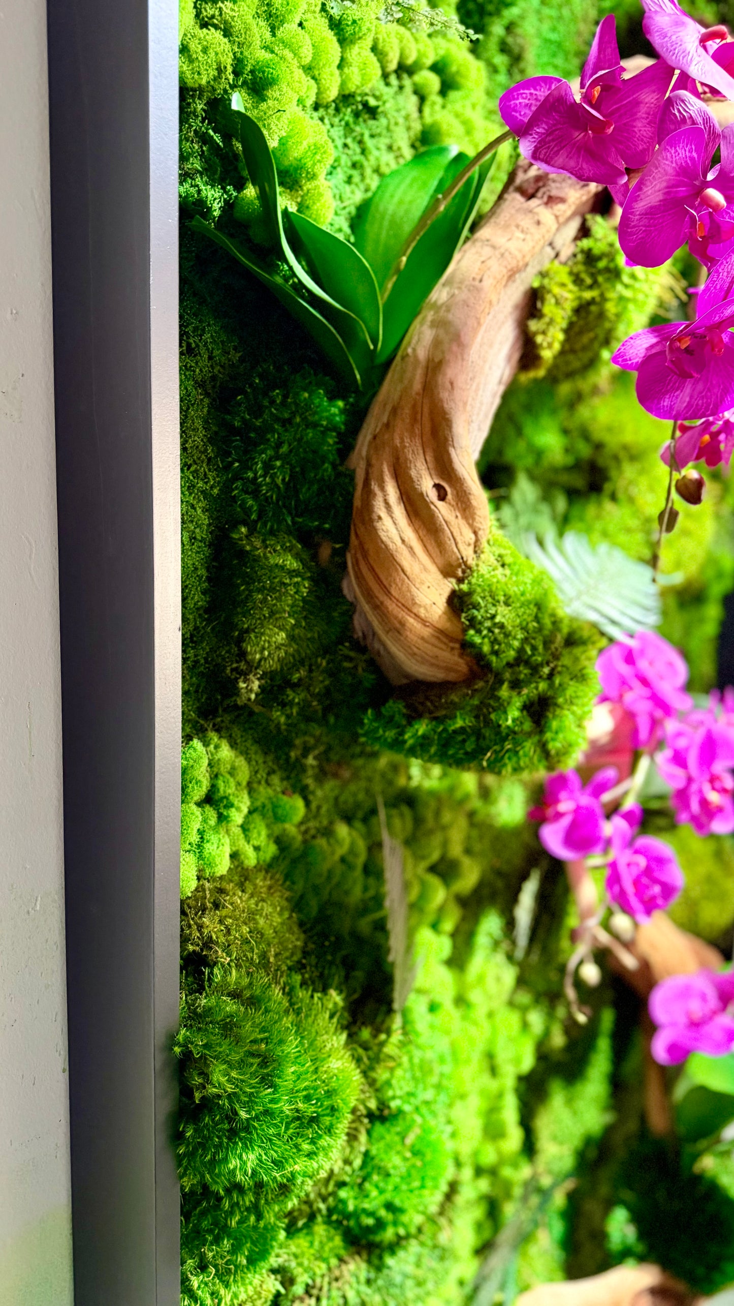 Orchid Bloom