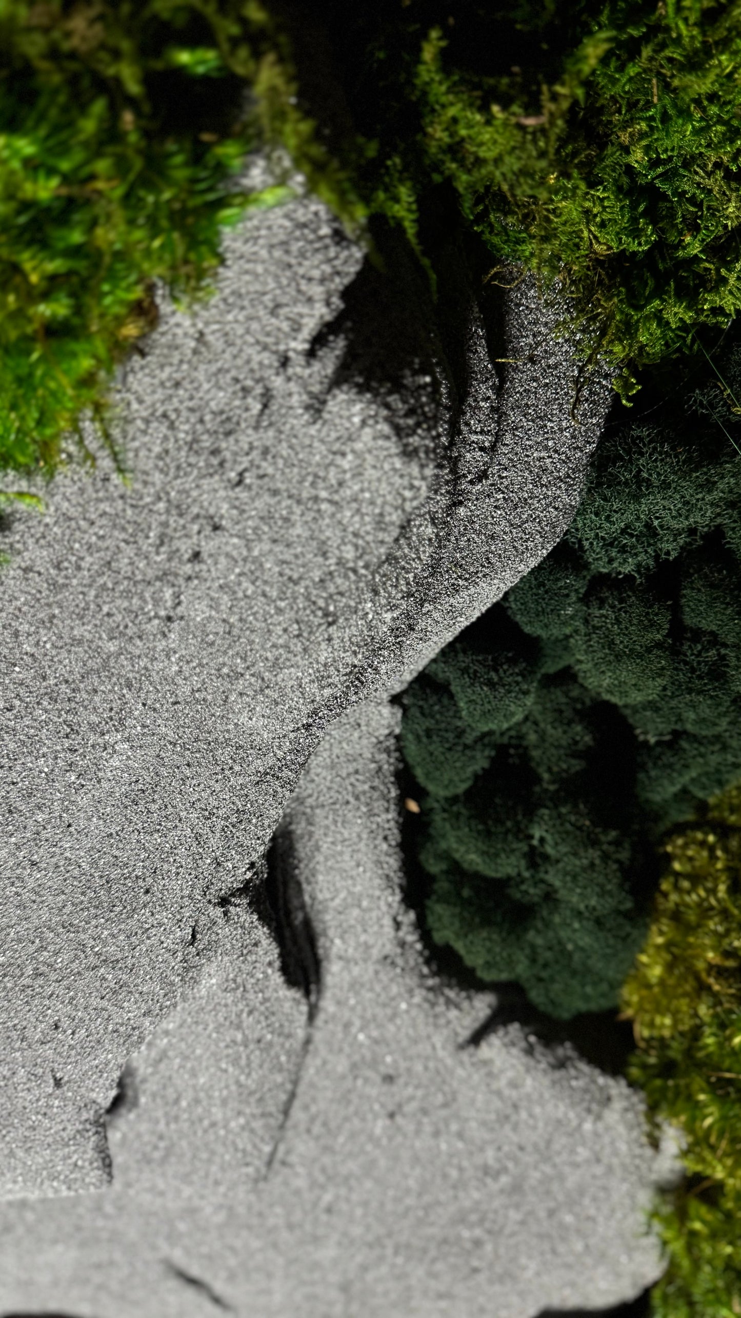 The Zen Garden